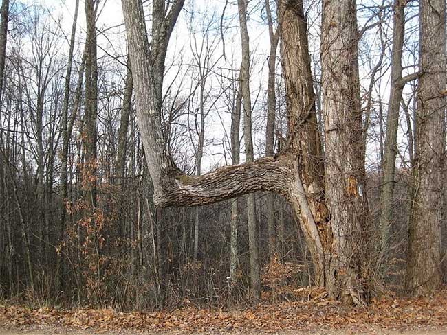 Người Mỹ bản địa lựa chọn những cây thân gỗ lớn để đánh dấu.
