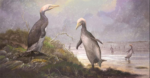 Bất ngờ phát hiện sinh vật cao 1,8m giống chim cánh cụt khổng lồ