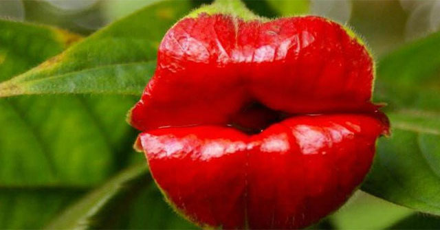 Các loài thực vật có hình dáng hài hước đến đáng sợ