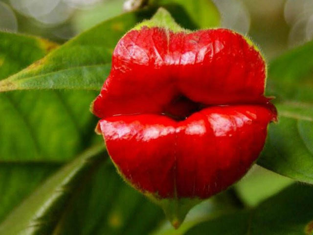 Hoa có hình đôi môi
