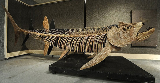 Công bố hóa thạch 70 triệu năm tuổi của cá xương khổng lồ
