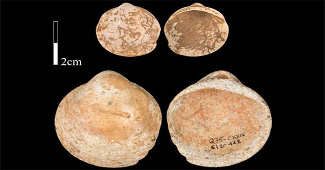 Con người đã biết đeo vòng cổ vỏ sò từ 120.000 năm trước