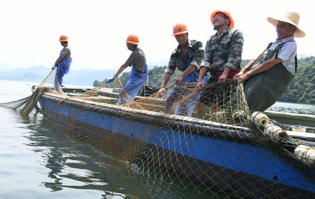 Đây là lần đầu tiên một đội đánh cá được triển khai khai thác cá ở hồ Thiên Đảo, sau khi đập thủy điện xả lũ