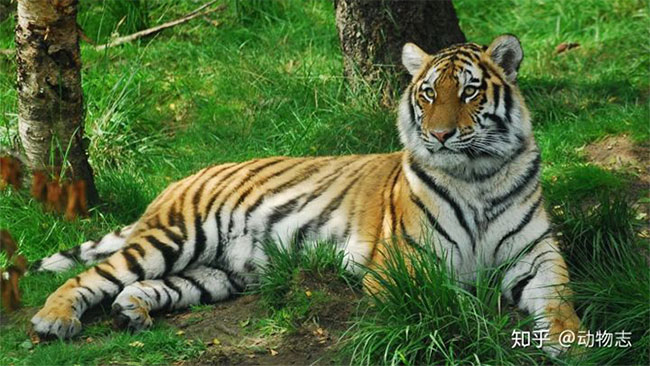 Mông Cổ không có môi trường thích hợp hỗ trợ điều kiện sống của loài hổ.
