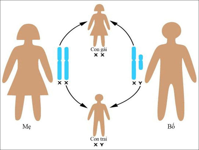 Bố là người quyết định giới tính của con chứ không phải mẹ.