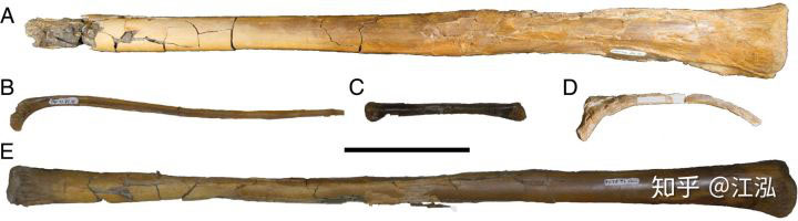 Mẫu hóa thạch bị nhầm thành hóa thạch của xương đùi.