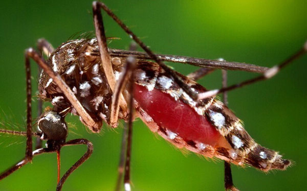 Muỗi Chikungunya.