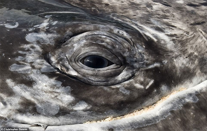 Trong ảnh, ánh mắt một con cá voi xám, chụp tại bờ biển Thái Bình Dương của Mexico.
