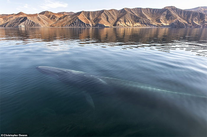 Christopher Swann chưa bao giờ ngừng nâng cao kỹ thuật chụp ảnh cá voi.