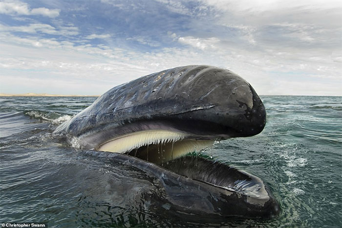 rong ảnh, một con cá voi xám ở vịnh California.