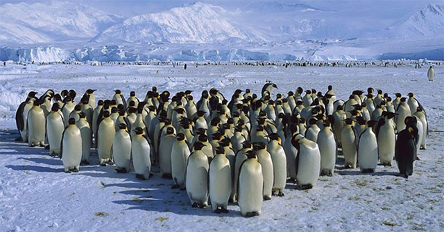 Phát hiện 11 thuộc địa ẩn giấu của chim cánh cụt