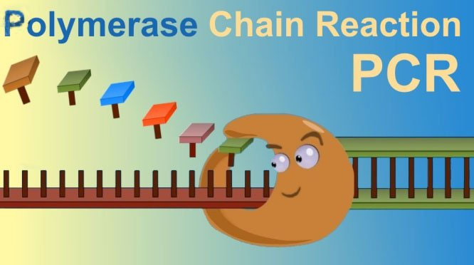 Xét nghiệm PCR cho kết quả xét nghiệm nhanh, thường không quá 5 giờ kể từ khi bắt đầu làm xét nghiệm