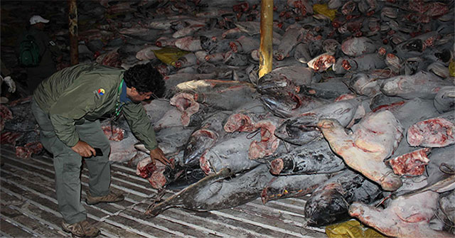 Đội tàu cá Trung Quốc "vét sạch mọi thứ" gần quần đảo Galaparos