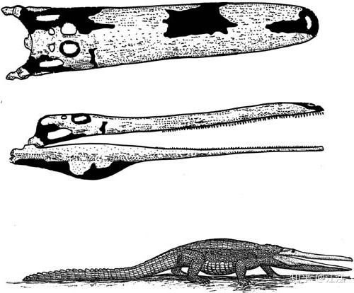 Hình ảnh được phục hồi từ hóa thạch của cá sấu Stomatosuchus