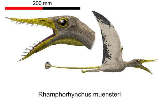 Hình ảnh được phục hồi của loài Rhamphorhynchus.