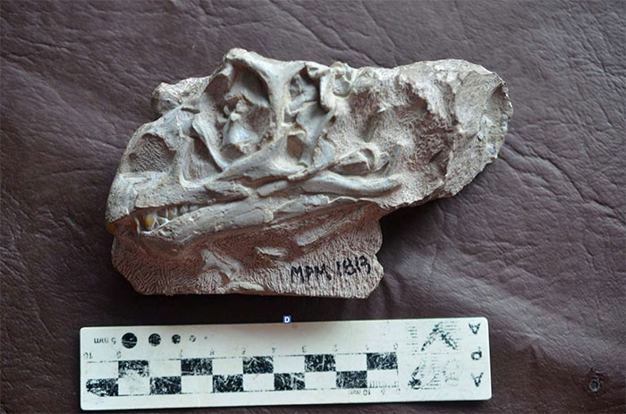 hóa thạch thằn lằn chuột