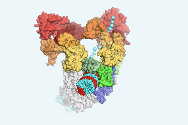 Phức hợp RdRp-helicase đọc và sao chép vật liệu di truyền SARS-CoV-2.