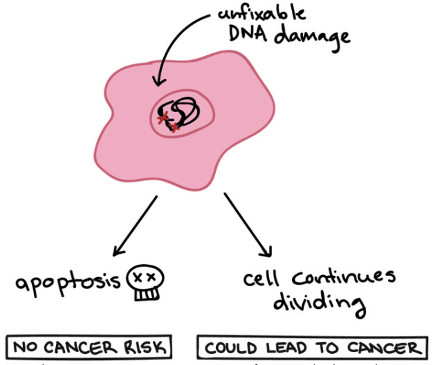 Khi một tế bào không trải qua quá trình apoptosis, nó có thể phân chia đến bất tử và biến thành ung thư.