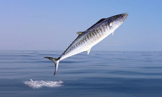 Thủ phạm gây ra cái chết cho cần thủ là một con cá thu nặng tới 18kg.