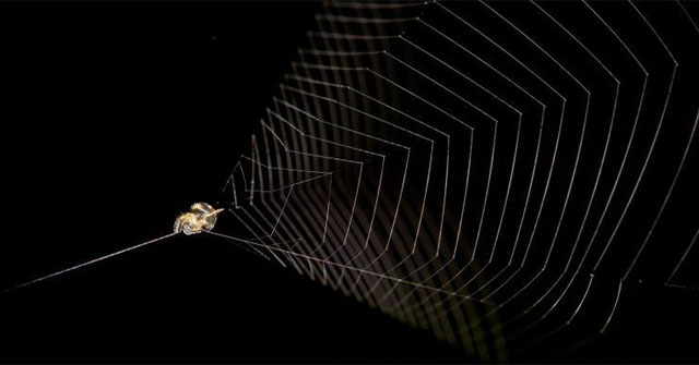 Loài nhện “súng cao su” kỳ lạ có tốc độ nhanh gấp 100 lần báo săn