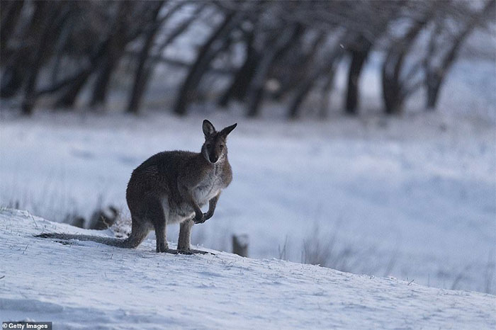 Kangaroo chống chọi với những đợt gió lạnh, tuyết rơi bất thường vào tháng 8.