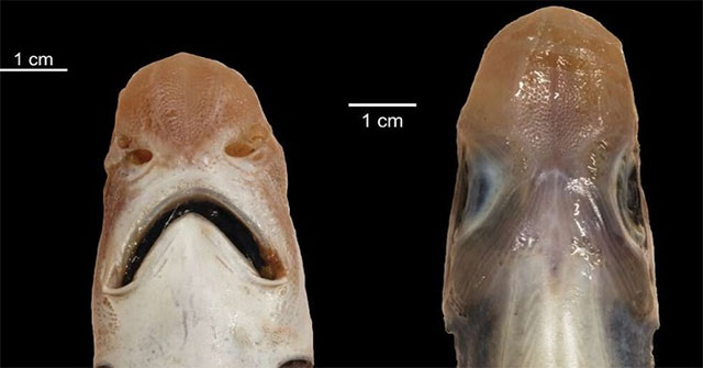 Lần đầu phát hiện cá mập không có da và răng