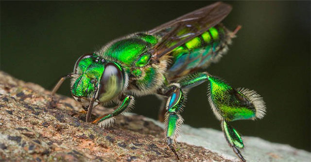 Ong phong lan, loài vật "màu mè" nhất trong thế giới côn trùng nhưng lại không biết làm mật