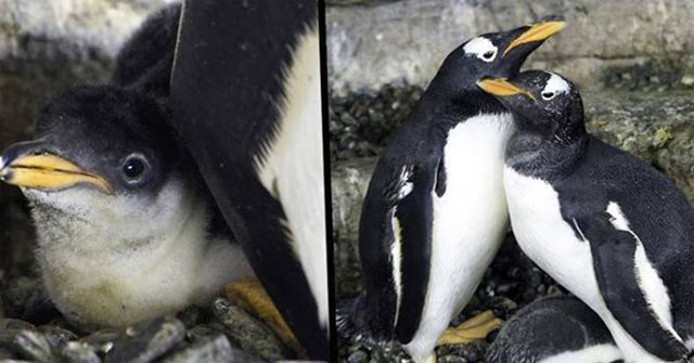 Hạnh phúc vỡ òa với cặp đôi chim cánh cụt đồng tính lần đầu được làm cha mẹ