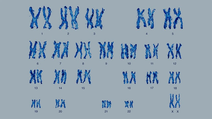 Mọi nhiễm sắc thể đều chứa chính xác một phân tử ADN