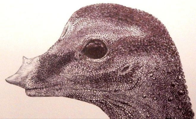 Hình ảnh minh họa của phôi thai khủng long được công bố vào ngày 27/8.