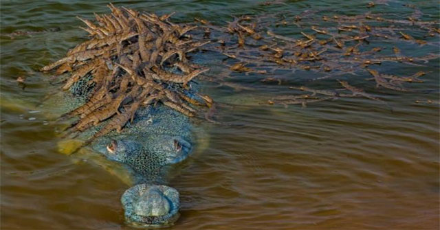 Khoảnh khắc thú vị: Cá sấu bố cõng trăm con trên lưng
