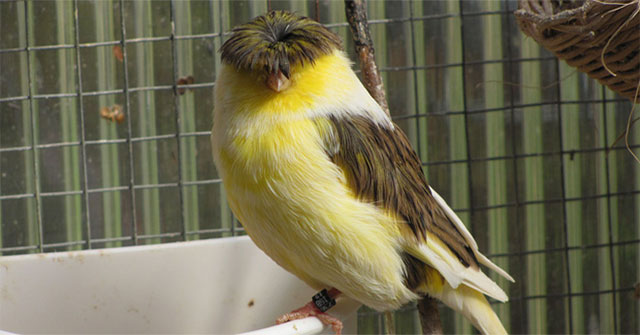 Gloster Canary: Loài chim kỳ lạ sở hữu "quả đầu moi" cực chất