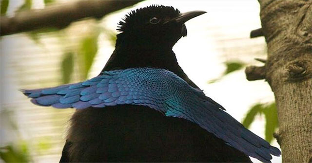 Loài chim này có bộ lông đen đến mức căng mắt cũng không nhìn thấy được gì