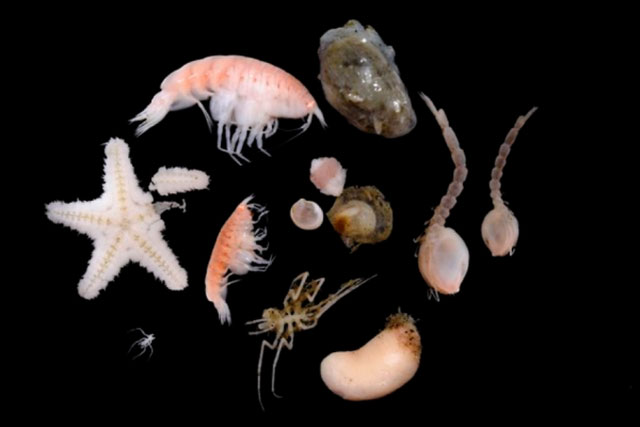 Những sinh vật được tìm thấy dưới đáy biển Nam Cực.