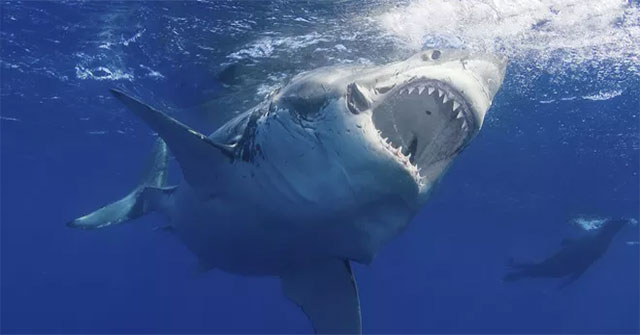 Đây là sinh vật biển chỉ cần bơi ngang cũng khiến cá mập trắng lớn sợ hãi mà "chạy mất dép”