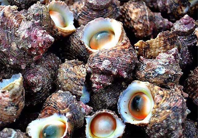 Ốc mặt trăng