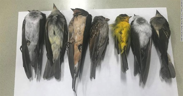Hàng trăm nghìn con chim di cư chết bí ẩn ở Mỹ