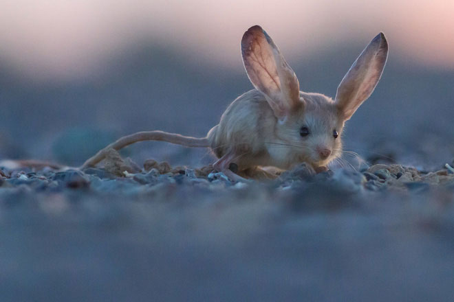 Chuột nhảy jerboa tai dài có khả năng vận động rất thất thường