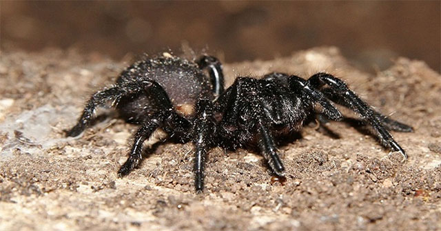Loài nhện phát triển nọc độc để tự vệ trong mùa giao phối