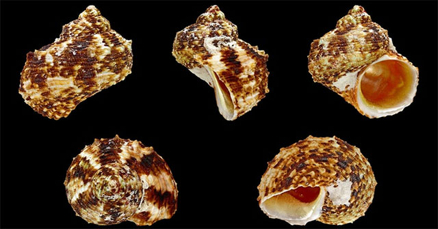 Những loài ốc biển chứa độc tố gây chết người