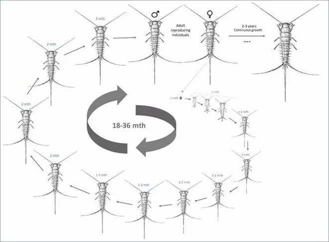 Bọ bạc sẽ tiếp tục lột da khi trưởng thành.