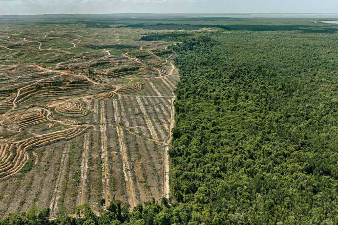 Kỷ nhân sinh Anthropocene và những vết sẹo con người rạch vào Đất Mẹ Một khu rừng tràm ở Malaysia.