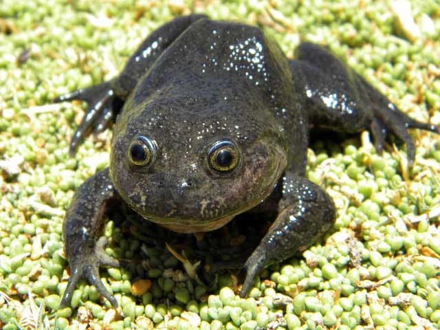 Hình ảnh loài ếch bí ẩn từ sa mạc Atacama chưa từng được nhìn thấy trong 80 năm.