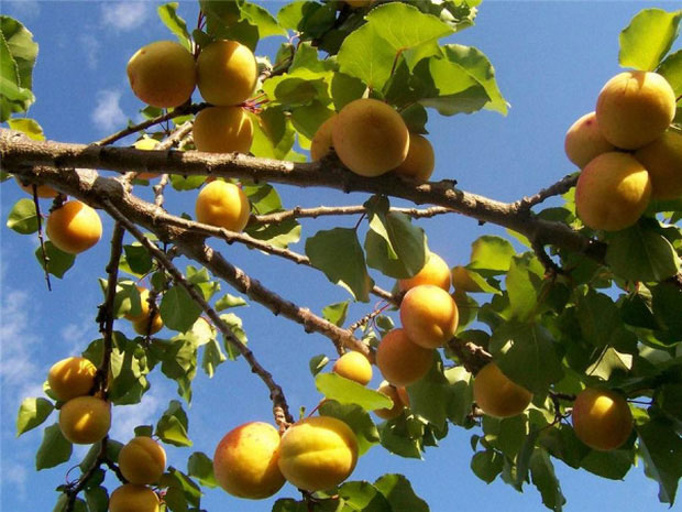 Ở quốc đảo Fiji, những cây mơ mọc lên rất phát triển, ra trái trĩu quả.