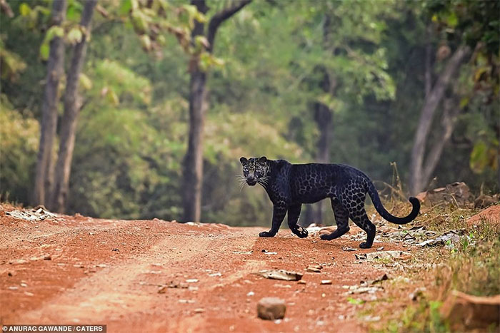 Toàn thân màu đen cũng giúp con báo dễ dàng hơn trong việc đi săn ở khu vực rừng rậm.
