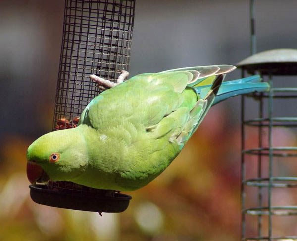 Vẹt Indian Ring Parakeet