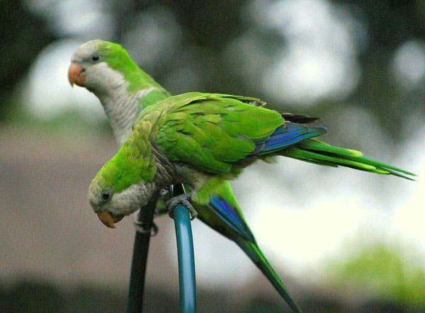 Vẹt Monk Parakeet