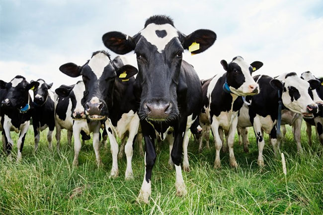 Bò được sinh ra với bộ máy tiêu hóa thích nghi với việc ăn cỏ.