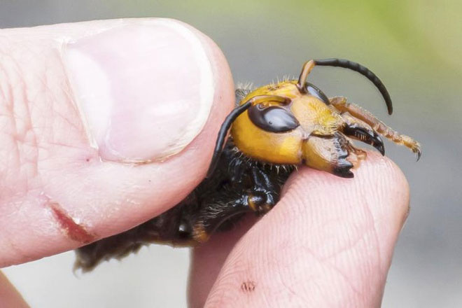 Nọc ong (bee venom): Bạn đã từng suy nghĩ đến việc sử dụng nọc ong để điều trị các bệnh lý? Hình ảnh này sẽ giúp bạn hiểu thêm về cách sử dụng nọc ong để giúp giảm đau, đặc biệt là trong các bệnh lý về khớp và cột sống. Bạn sẽ bất ngờ khi biết thêm về lợi ích và cách sử dụng nọc ong một cách an toàn và hiệu quả!