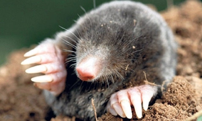 Chuột chũi phải đào đất để sinh tồn.